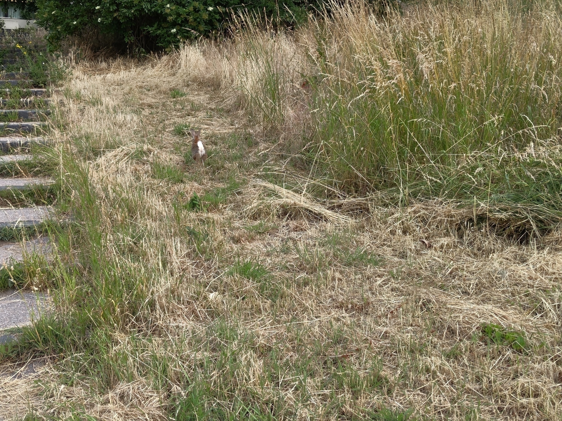 A small bird stands in a field of tall, dry grasses next to a set of stone steps.