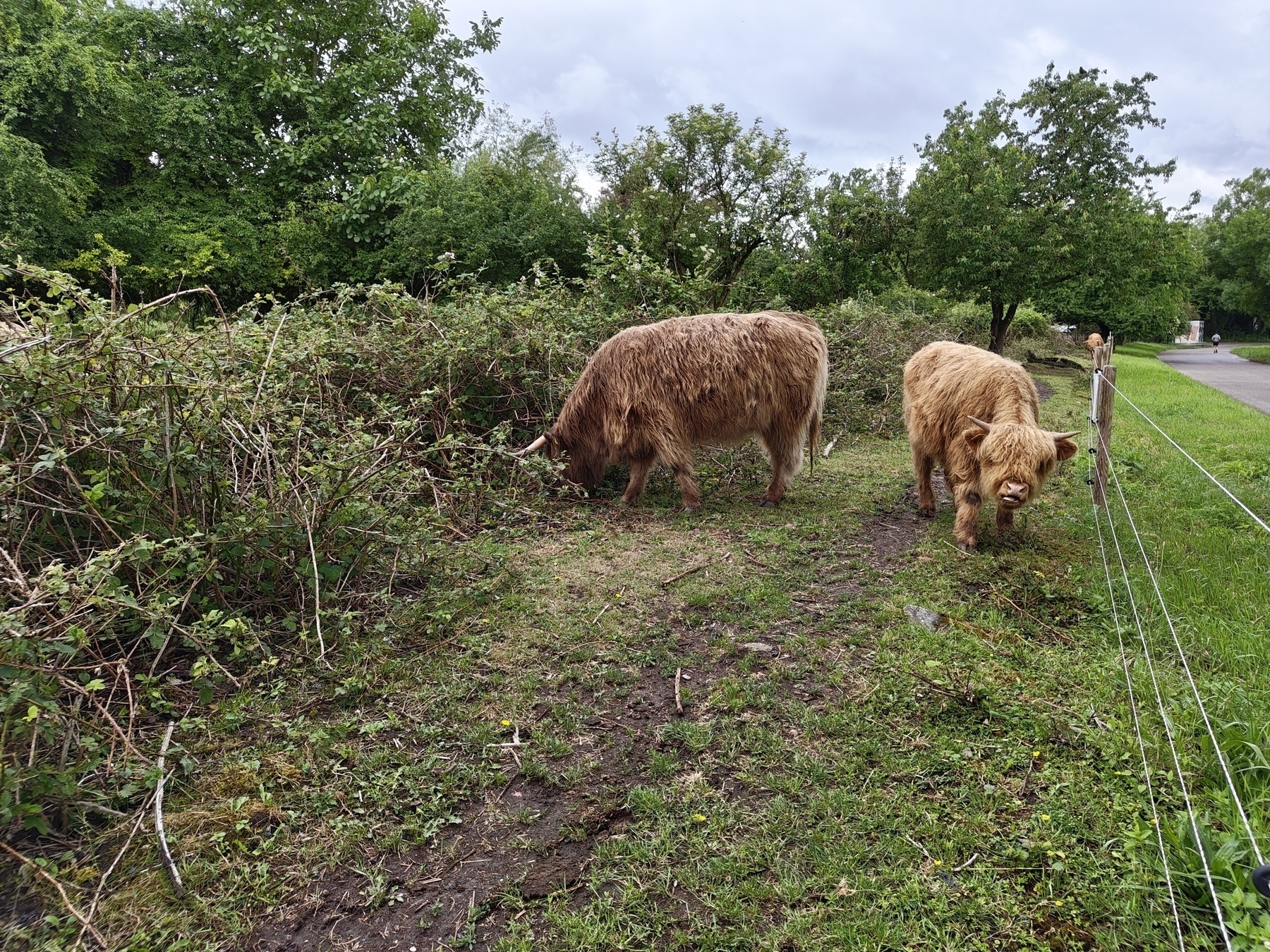 Two fluffy, brown Highland cows graze near a bushy, green area with trees in the background.